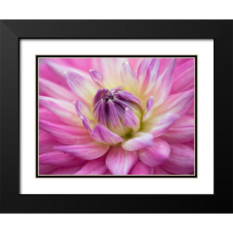 Dahlia flowers Black Modern Wood Framed Art Print with Double Matting by Frank, Assaf