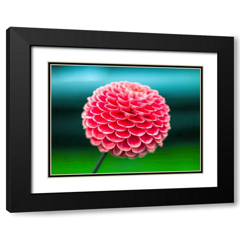 Dahlia flowers Black Modern Wood Framed Art Print with Double Matting by Frank, Assaf