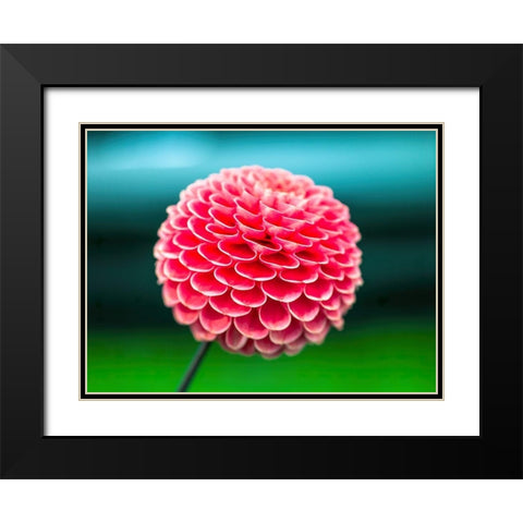 Dahlia flowers Black Modern Wood Framed Art Print with Double Matting by Frank, Assaf