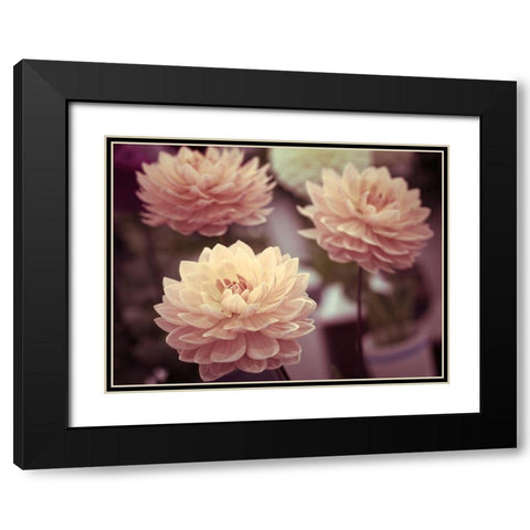 Dahlia Flowers Black Modern Wood Framed Art Print with Double Matting by Frank, Assaf