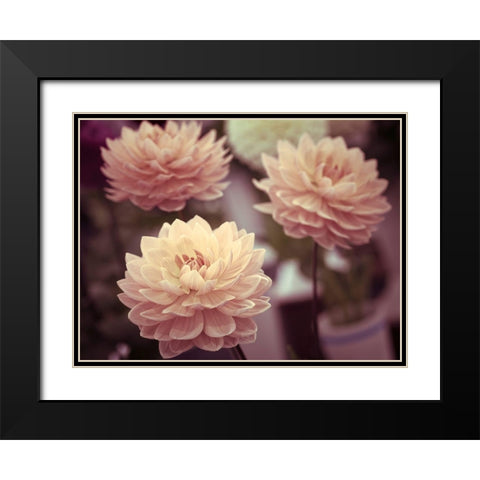 Dahlia Flowers Black Modern Wood Framed Art Print with Double Matting by Frank, Assaf