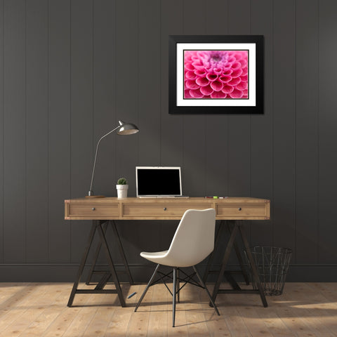 Dahlia Flower Black Modern Wood Framed Art Print with Double Matting by Frank, Assaf