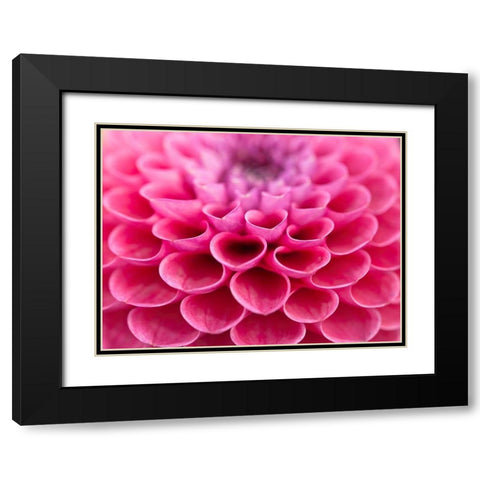 Dahlia Flower Black Modern Wood Framed Art Print with Double Matting by Frank, Assaf