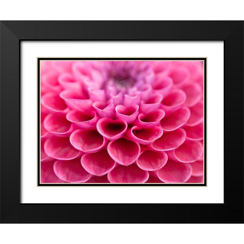 Dahlia Flower Black Modern Wood Framed Art Print with Double Matting by Frank, Assaf