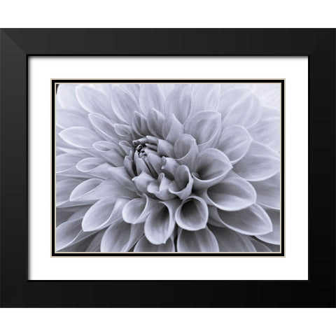 Dahlia flower - Full frame Black Modern Wood Framed Art Print with Double Matting by Frank, Assaf