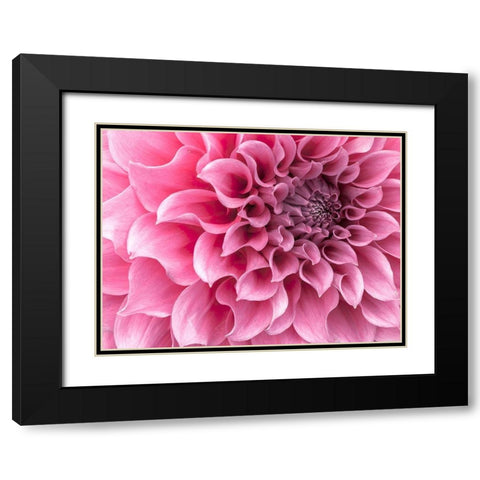 Dahlia flower - Full frame Black Modern Wood Framed Art Print with Double Matting by Frank, Assaf