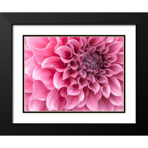 Dahlia flower - Full frame Black Modern Wood Framed Art Print with Double Matting by Frank, Assaf
