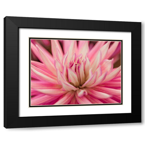 Dahlia Flower Black Modern Wood Framed Art Print with Double Matting by Frank, Assaf