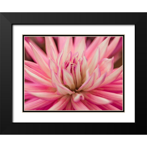 Dahlia Flower Black Modern Wood Framed Art Print with Double Matting by Frank, Assaf