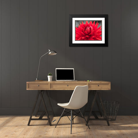 Dahlia Flowers Black Modern Wood Framed Art Print with Double Matting by Frank, Assaf