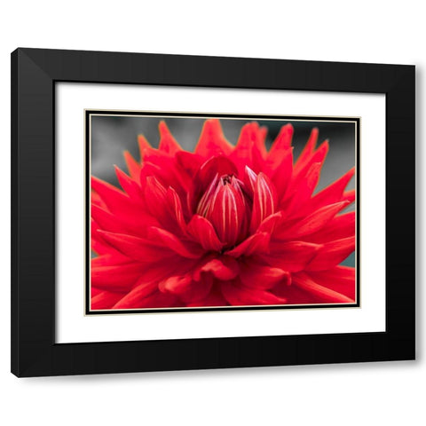 Dahlia Flowers Black Modern Wood Framed Art Print with Double Matting by Frank, Assaf