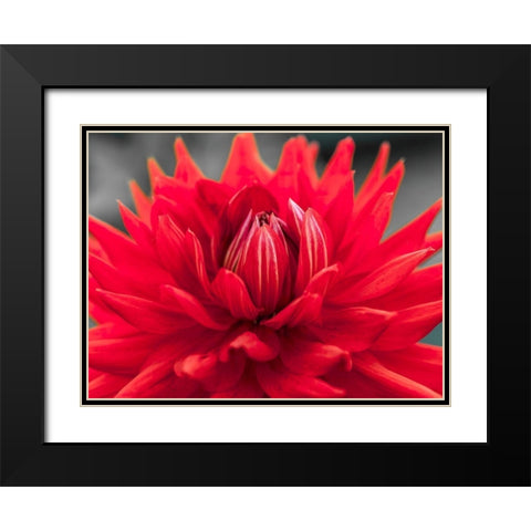 Dahlia Flowers Black Modern Wood Framed Art Print with Double Matting by Frank, Assaf