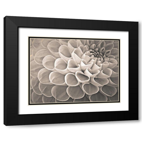 Dahlia Flowers Black Modern Wood Framed Art Print with Double Matting by Frank, Assaf