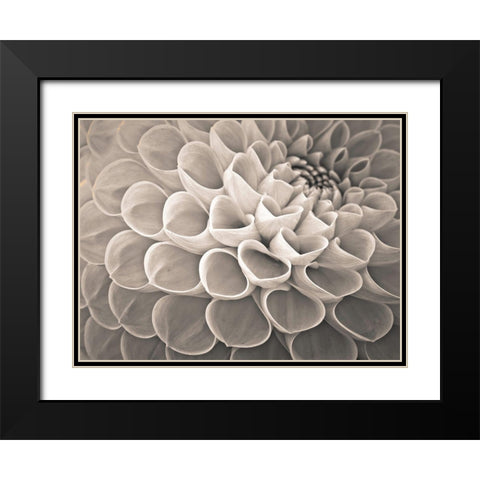 Dahlia Flowers Black Modern Wood Framed Art Print with Double Matting by Frank, Assaf