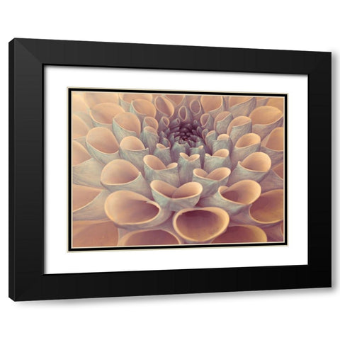 Dahlia Flower Black Modern Wood Framed Art Print with Double Matting by Frank, Assaf
