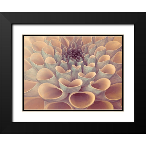 Dahlia Flower Black Modern Wood Framed Art Print with Double Matting by Frank, Assaf
