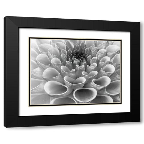 Dahlia Flower Black Modern Wood Framed Art Print with Double Matting by Frank, Assaf