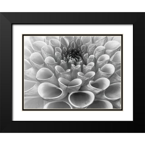 Dahlia Flower Black Modern Wood Framed Art Print with Double Matting by Frank, Assaf