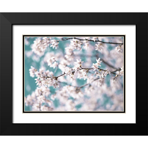 Blossom flowers Black Modern Wood Framed Art Print with Double Matting by Frank, Assaf