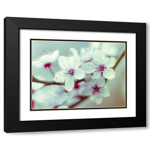 Fresh and beautiful Cheery Blossoms Black Modern Wood Framed Art Print with Double Matting by Frank, Assaf