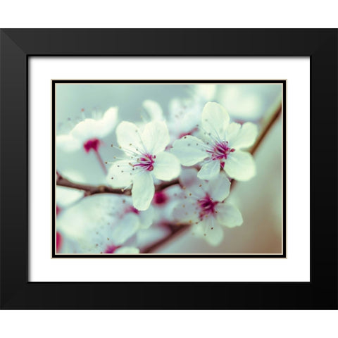Fresh and beautiful Cheery Blossoms Black Modern Wood Framed Art Print with Double Matting by Frank, Assaf