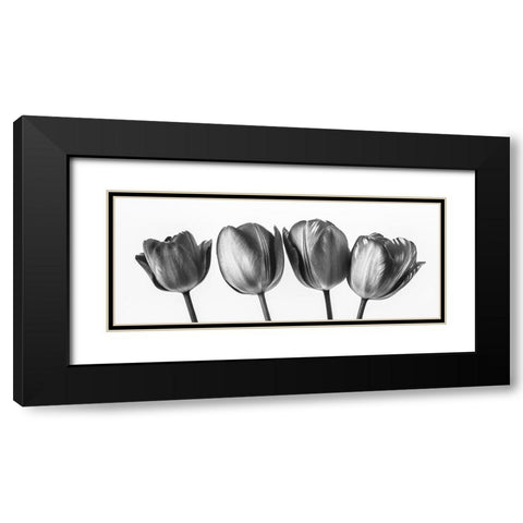 Four tulips, FTBR-1795 Black Modern Wood Framed Art Print with Double Matting by Frank, Assaf