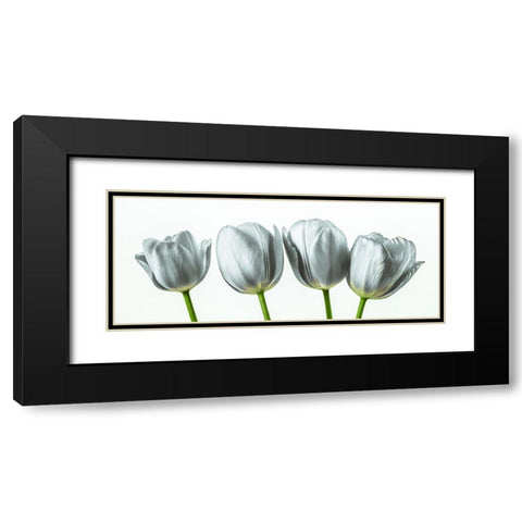 Four tulips Black Modern Wood Framed Art Print with Double Matting by Frank, Assaf