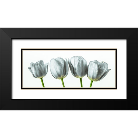 Four tulips Black Modern Wood Framed Art Print with Double Matting by Frank, Assaf
