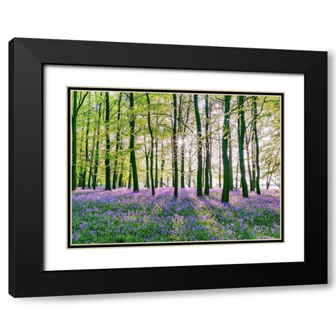 Bluebells covering forest floor Black Modern Wood Framed Art Print with Double Matting by Frank, Assaf