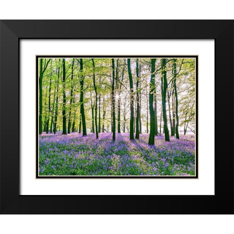 Bluebells covering forest floor Black Modern Wood Framed Art Print with Double Matting by Frank, Assaf