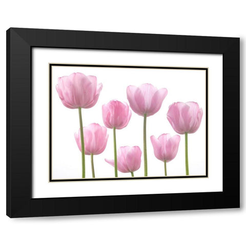 Tulips Black Modern Wood Framed Art Print with Double Matting by Frank, Assaf