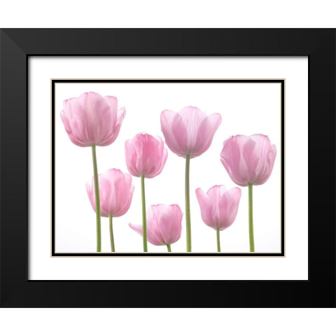 Tulips Black Modern Wood Framed Art Print with Double Matting by Frank, Assaf