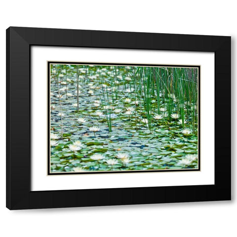 Water Lilies Black Modern Wood Framed Art Print with Double Matting by Frank, Assaf