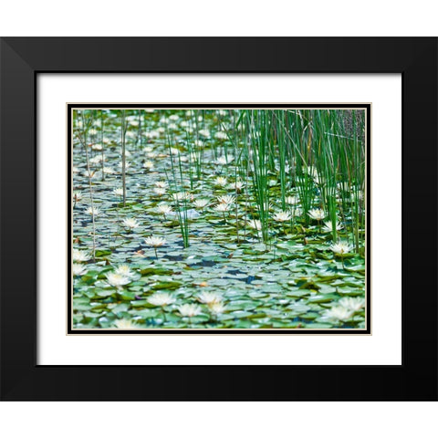 Water Lilies Black Modern Wood Framed Art Print with Double Matting by Frank, Assaf