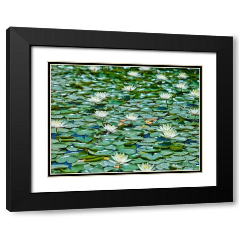 Water Lilies Black Modern Wood Framed Art Print with Double Matting by Frank, Assaf
