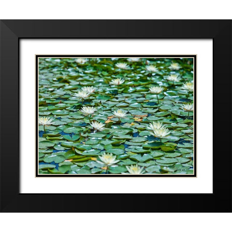Water Lilies Black Modern Wood Framed Art Print with Double Matting by Frank, Assaf