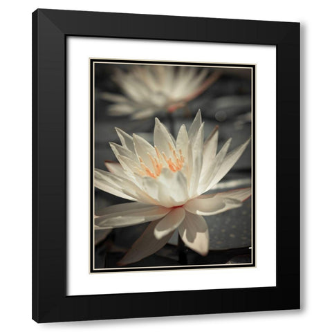 Water Lily Black Modern Wood Framed Art Print with Double Matting by Frank, Assaf