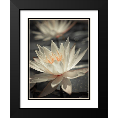 Water Lily Black Modern Wood Framed Art Print with Double Matting by Frank, Assaf