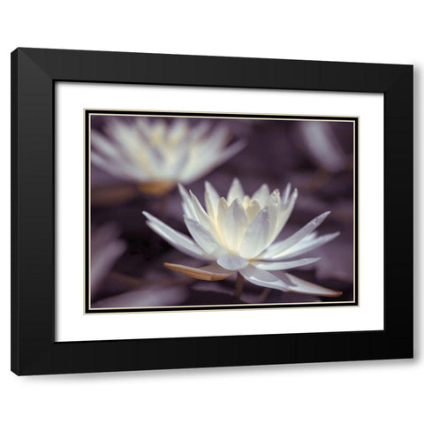 Water Lilies Black Modern Wood Framed Art Print with Double Matting by Frank, Assaf