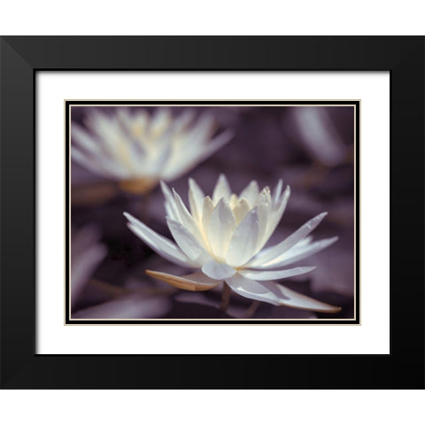 Water Lilies Black Modern Wood Framed Art Print with Double Matting by Frank, Assaf