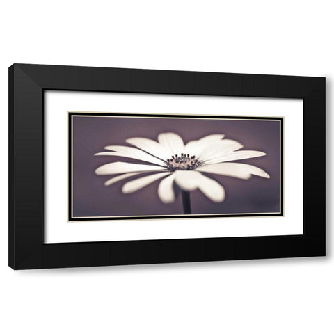 Daisy Flower Black Modern Wood Framed Art Print with Double Matting by Frank, Assaf