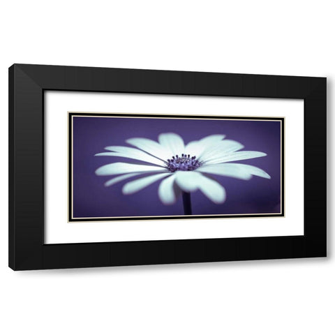 Daisy Flower Black Modern Wood Framed Art Print with Double Matting by Frank, Assaf