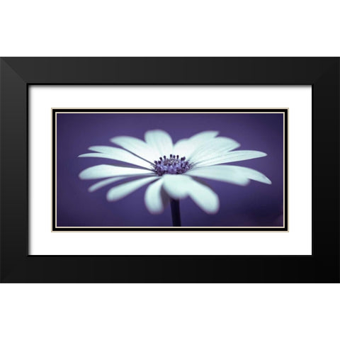 Daisy Flower Black Modern Wood Framed Art Print with Double Matting by Frank, Assaf