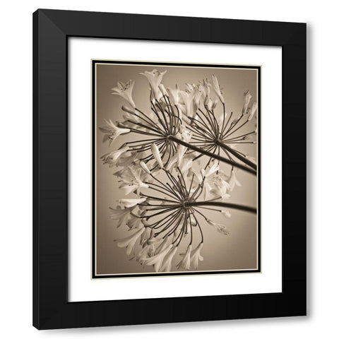 African Lily Black Modern Wood Framed Art Print with Double Matting by Frank, Assaf