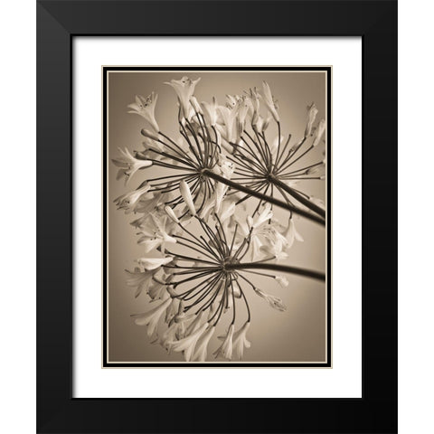 African Lily Black Modern Wood Framed Art Print with Double Matting by Frank, Assaf