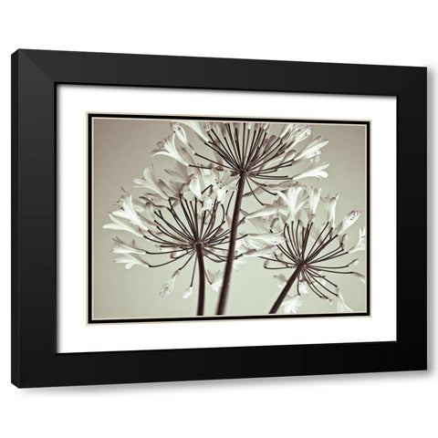 African Lily Black Modern Wood Framed Art Print with Double Matting by Frank, Assaf