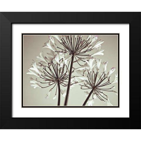 African Lily Black Modern Wood Framed Art Print with Double Matting by Frank, Assaf