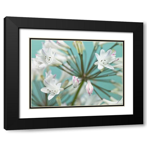 African Lily Black Modern Wood Framed Art Print with Double Matting by Frank, Assaf