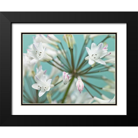 African Lily Black Modern Wood Framed Art Print with Double Matting by Frank, Assaf