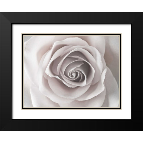 Rose close-up Black Modern Wood Framed Art Print with Double Matting by Frank, Assaf